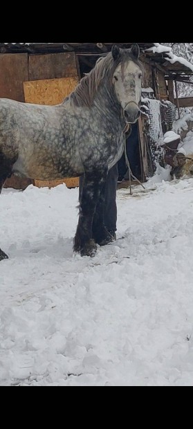 4 ves percheron Mn