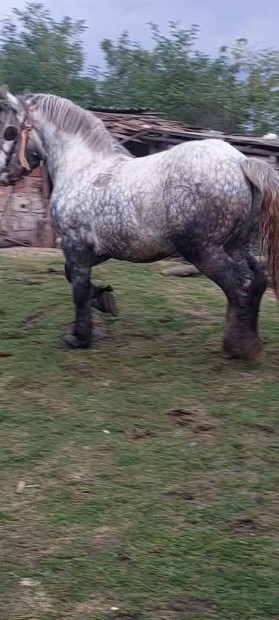 4 ves percheron mn