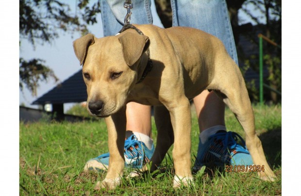 4 hnapos amerikai pitbull terrier szuka