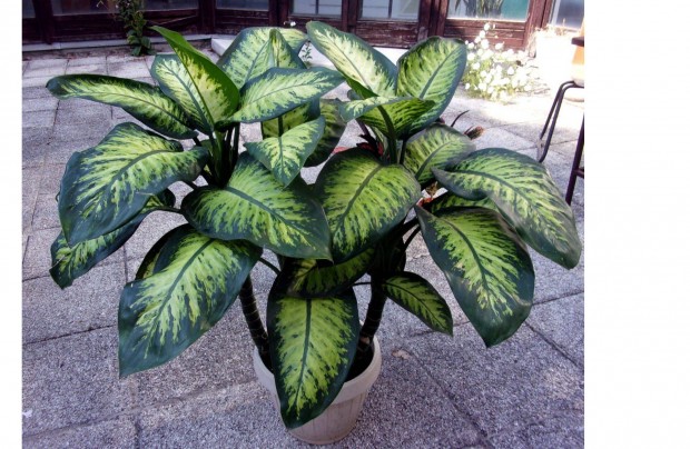 4 t�ves 140 cm magas Diffenbachia Buzog�nyvir�g Dieffenbachia �jpesten