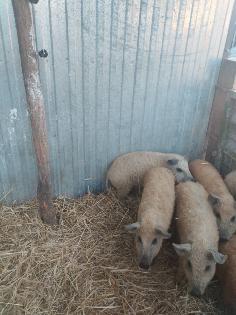 4db Tanyan nevelt mangalica Sldk eladk 