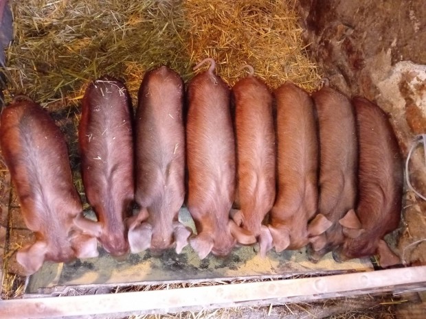 4db dn duroc vlasztsi malacok 