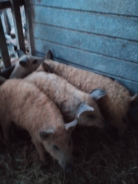 4db mangalica Sldk eladk 