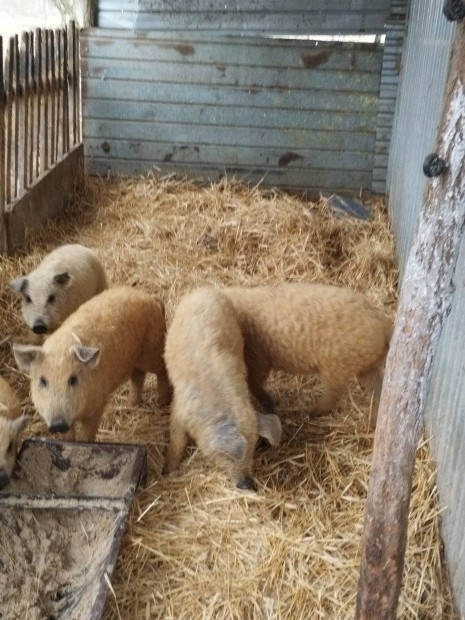 4db mangalica Sldk eladk 