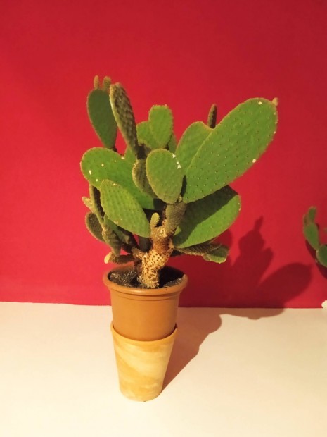 50 cm-es fge kaktusz elad 