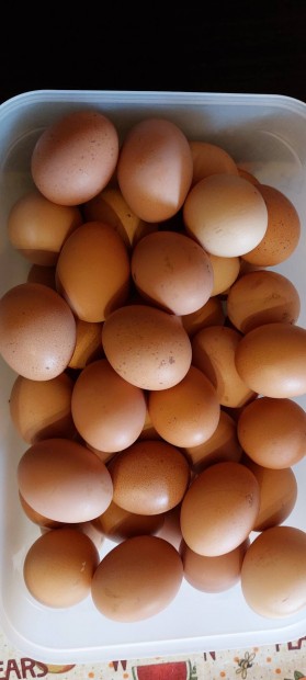 50 darab friss hzi tojs elad Szombathelyen