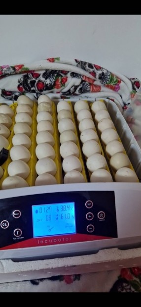 56 egg incubator 