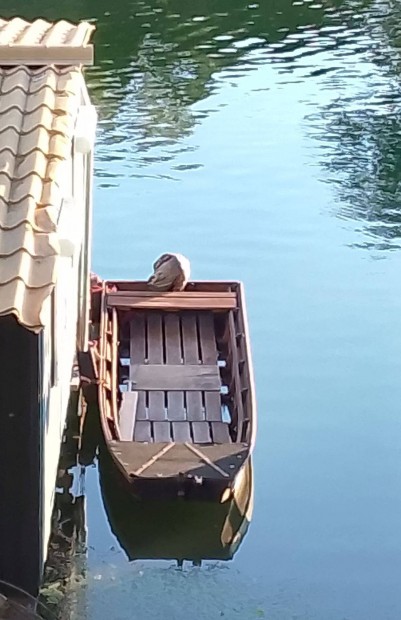 5.5 mteres Borovi fenybl csnak - ladik - haj + csnakmotor elad