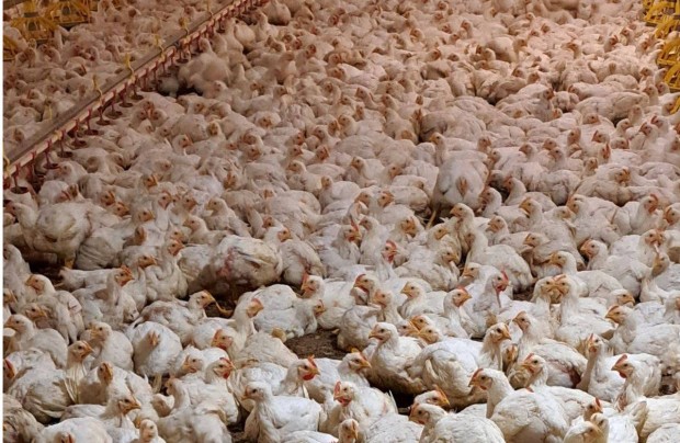5-7 hetes Brojler csirke eladó vágásra és továbbtartásra