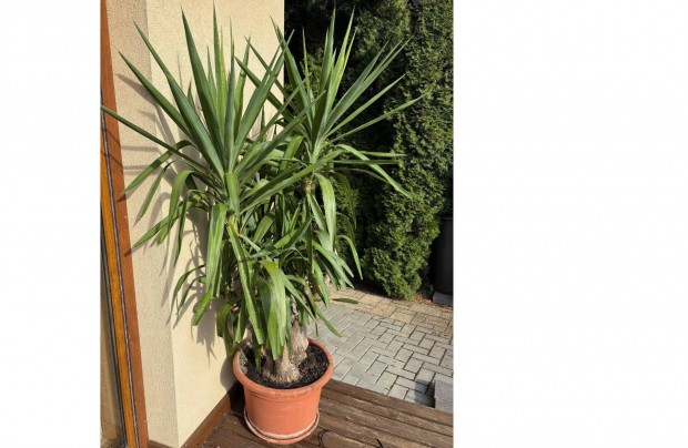 5 �g� 1.80 magas yukka