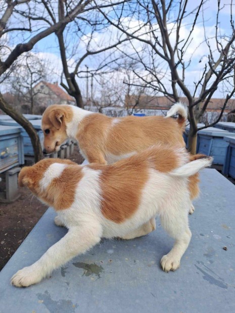 5 db ingyen elvihető fajtatiszta jellegű foxterrier foxi kutyus keresi