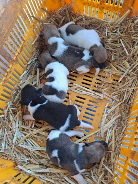5 db ingyen elvihető fajtatiszta jellegű foxterrier foxi kutyus keresi