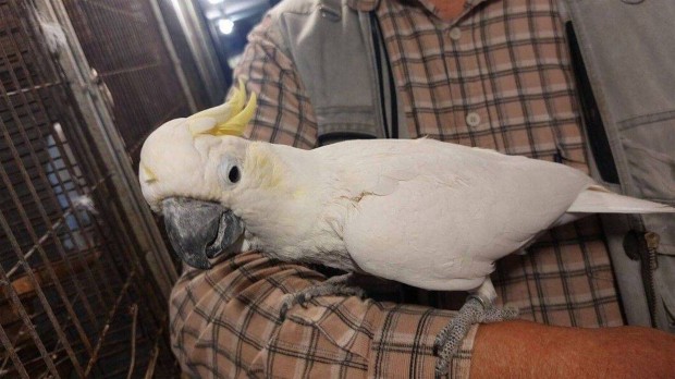 5 éves sárgabóbitás kakadu (Kézzel nevelt) Hím