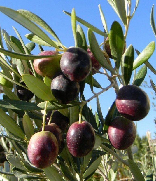 5 fajta fagytűrő kerti olíva