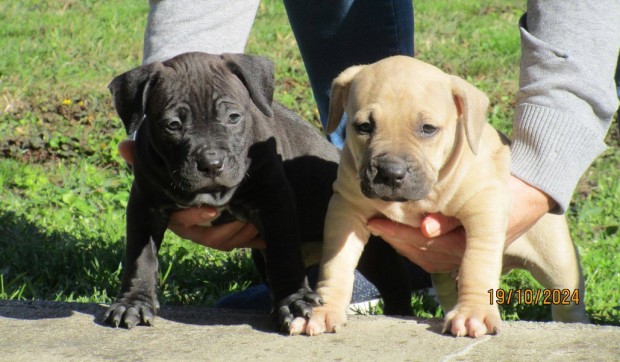 5 hetes amerikai pitbull terrier kiskutyk