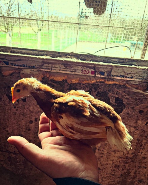 5 hetes elnevelt csibe, csibk eladk!