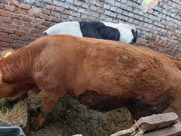 5 hónapos limuzin x magyar bika