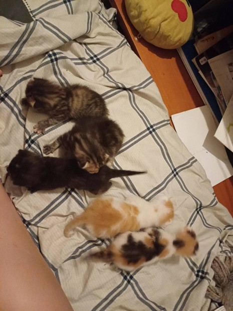5 kiscica parheten belul ingyen el vihet