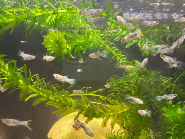 5db random guppi 2000ft