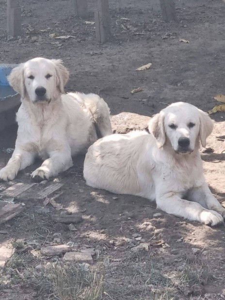 5hnapos Golden retriever lnyok