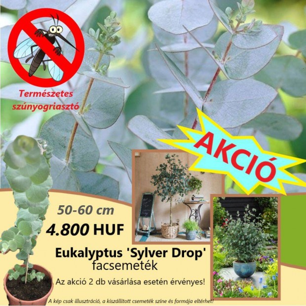 60 cm-es eukaliptusz fcskk eladk - Sylver Drop