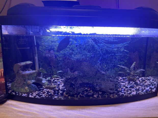 60 literes ves akvarium tetvel,minden tartozkval