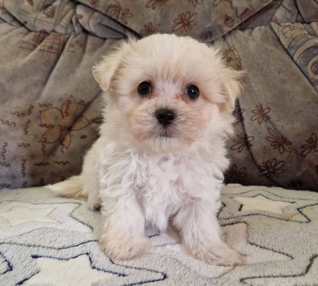 6 hetes bichon havanese kisfi foglalhat