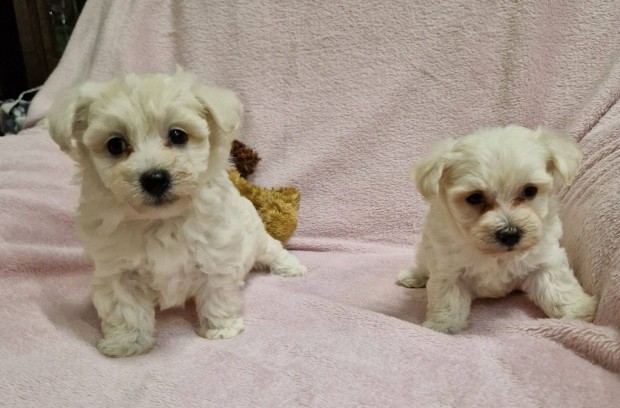 6 hetes bichon havanese kisfik foglalhatk