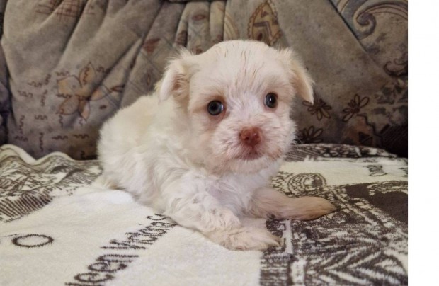 6 hetes kis ritkasg , bichon havanese kislny foglalhat