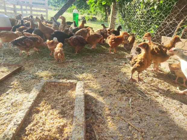 6 hetes pipik mshol kapirglnnak