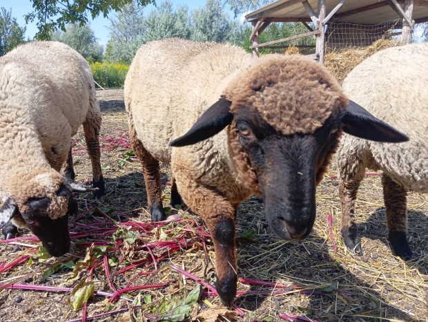 6 hnapos brnyok eladk birka