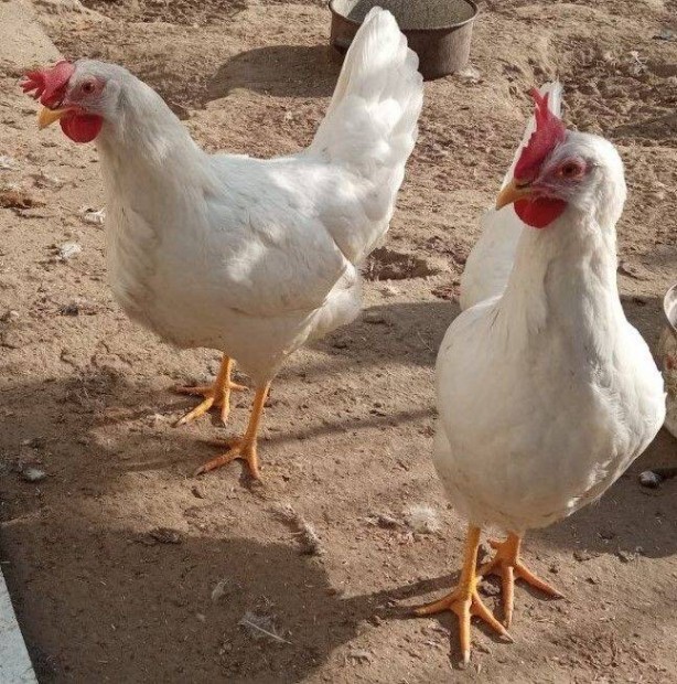 6 hnapos fehr Leghorn toj tykok eladk, sszesen 6 db