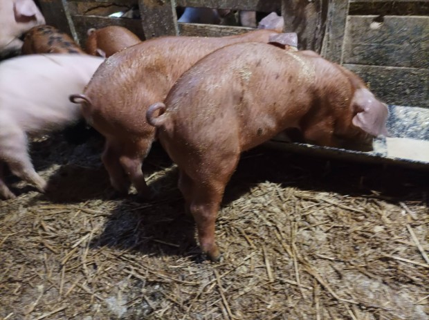 6db duroc malac elad