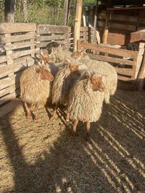 6db racka tokjuh