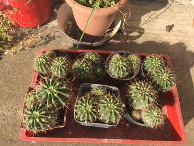 7 cserp kaktusz (3-4 db/cserp)