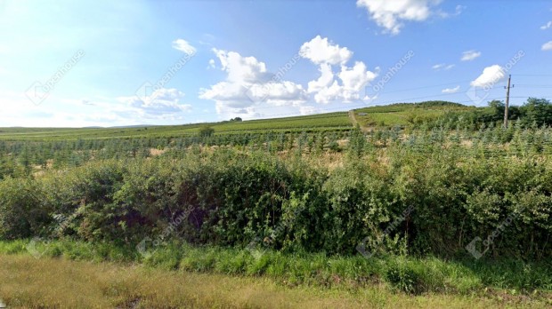 7 hektár termő szőlő Sárazsadány mellett Tokaj-hegyalján