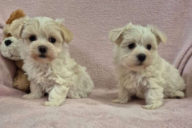 7 hetes fehr- bzs bichon havanese kislnyok foglalhatk