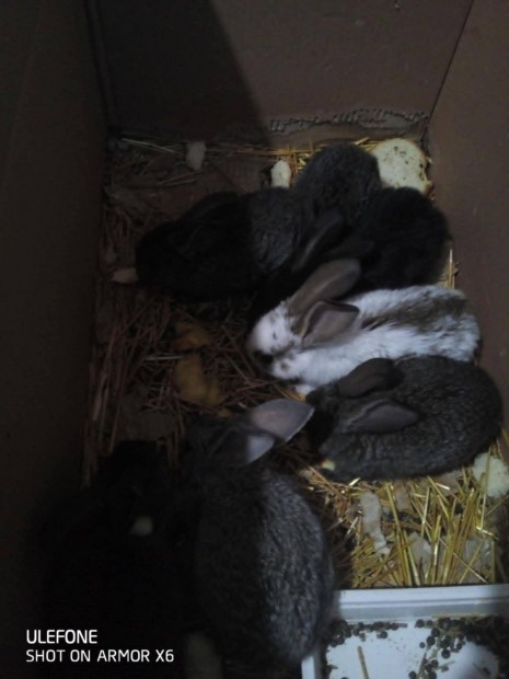 7 hetes kisnyulak