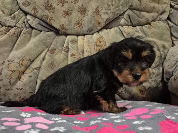 7 hetes yorki , yorkshire terrier kisfi foglalhat