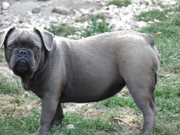 7 hnapos francia bulldog jelleg lny