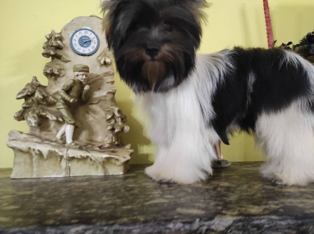 7-hnapos trzsknyves,chipes,4xoltott Biewer Yorkshire Terrier fi