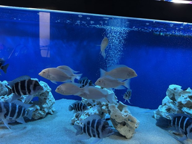 7db 13cm alb�n� delfin s�g�r elad�!