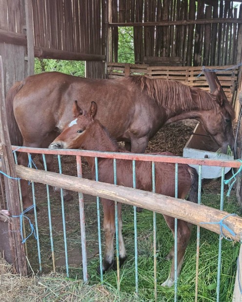 7ves kanca csikojval 