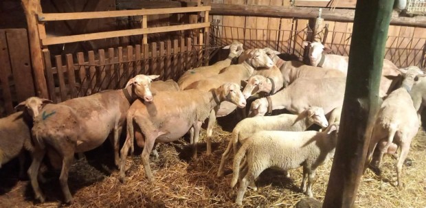 8 Lacaune tejelő anyajuh birka, 10 db kos bárányával