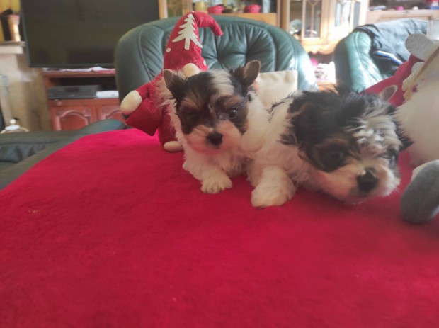 8-hetes Biewer Yorkshire Terrier fik trzsknyv chip 2-olts