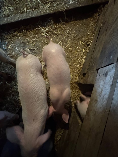 8 hetes Vlasztsi malacok
