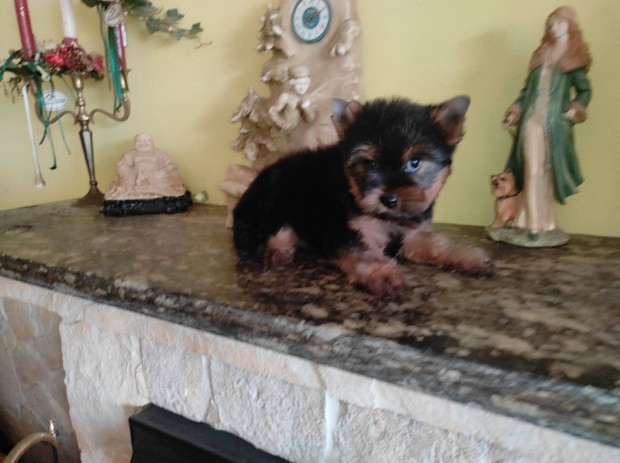 8 hetes Yorkshire Terrier fi Trzsknyv chip 3-olts