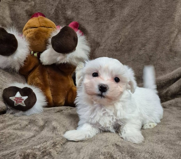 8 hetes bichon havanese kislny , Budapesti szllts megoldhat