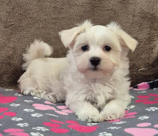 8 hetes bichon havanese kislny , Budapesti szllts megoldhat!