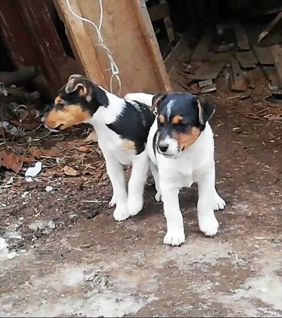 8 hetes foxi foxterrier fajtatiszta jelleg klykk ingyen